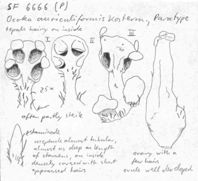 Vorschaubild Ocotea auriculiformis Kosterm.